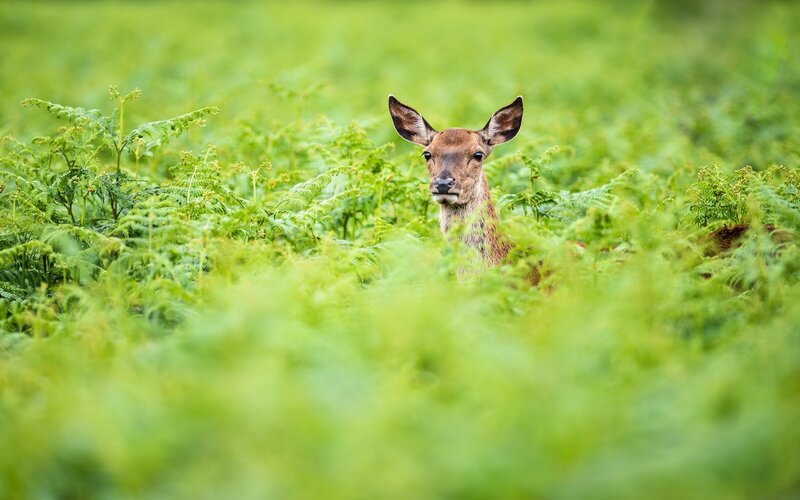 Deer in Ferns — Green