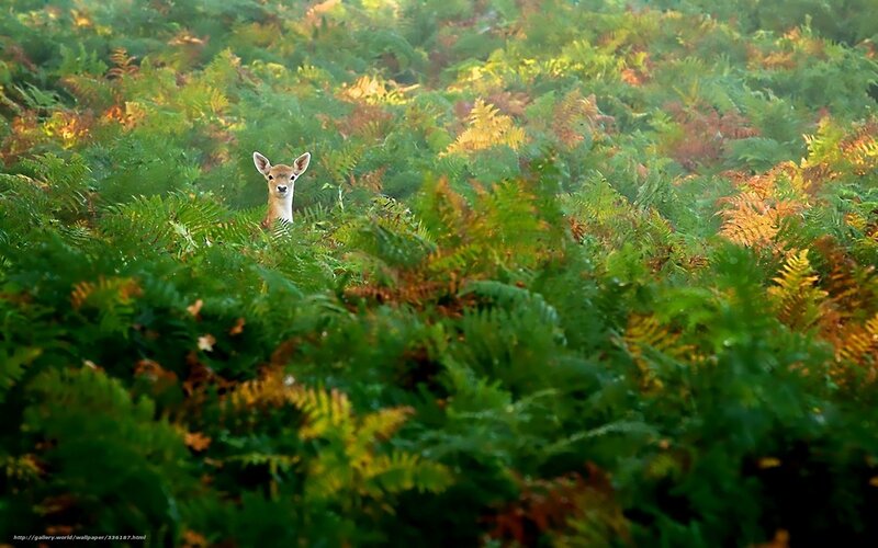 Deer in Ferns