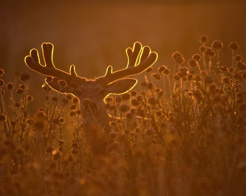 Deer in Field — Orange, Dramatic, Sunset, Photograph, Antlers