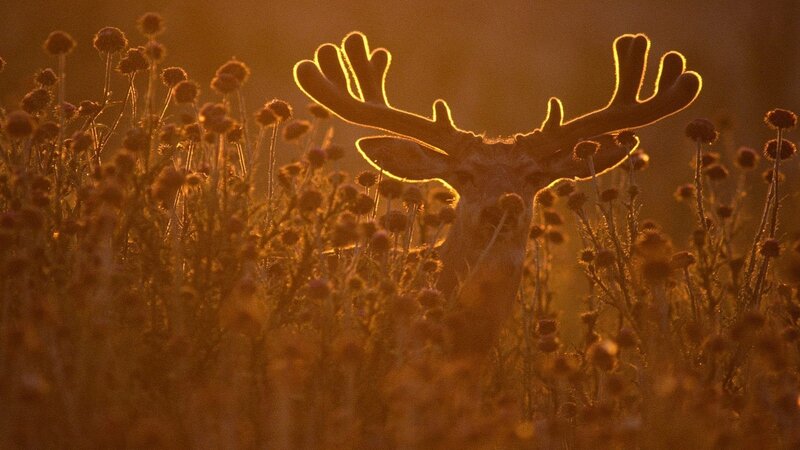 Deer in Field — Orange, Dramatic, Sunset, Photograph