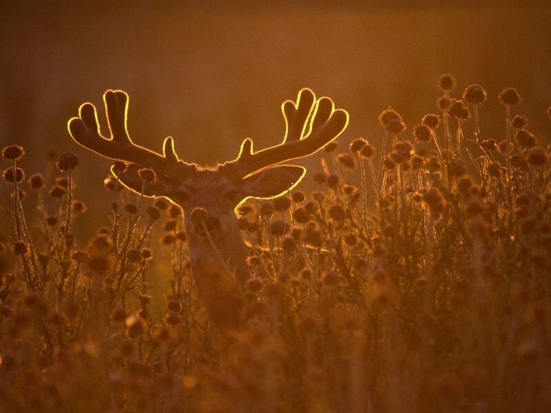Deer in Field — Orange, Dramatic, Sunset