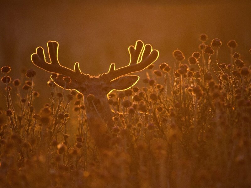 Deer in Field