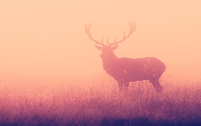Deer in Fog — Pink