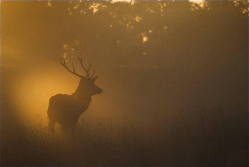 Deer in Fog