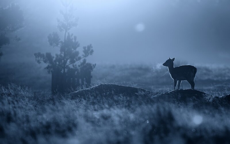 Deer in Foggy Field — Blue