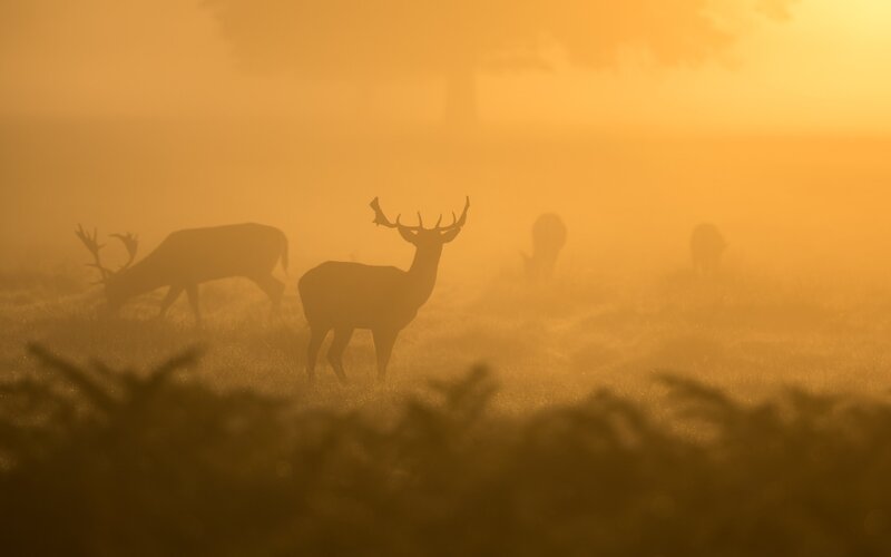 Deer in Foggy Field — Orange