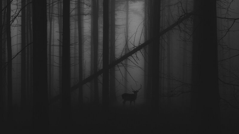 Deer in Foggy Forest — Black