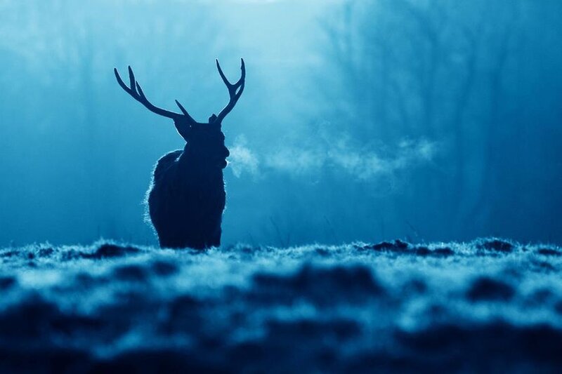 Deer in Foggy Forest — Blue
