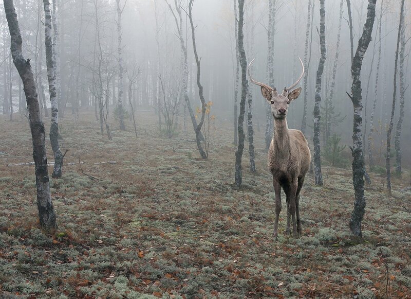 Deer in Foggy Forest — Gray, Misty