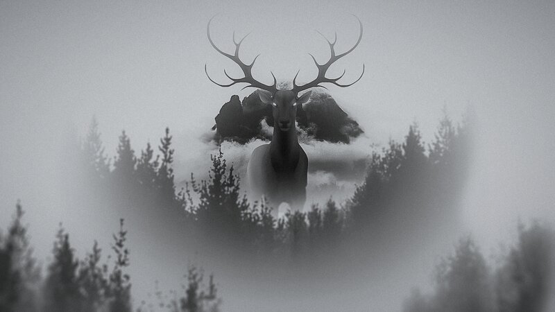 Deer in Foggy Forest — Gray
