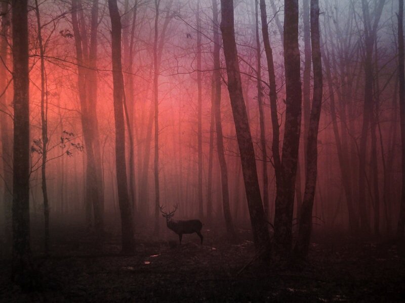 Deer in Foggy Forest — Red