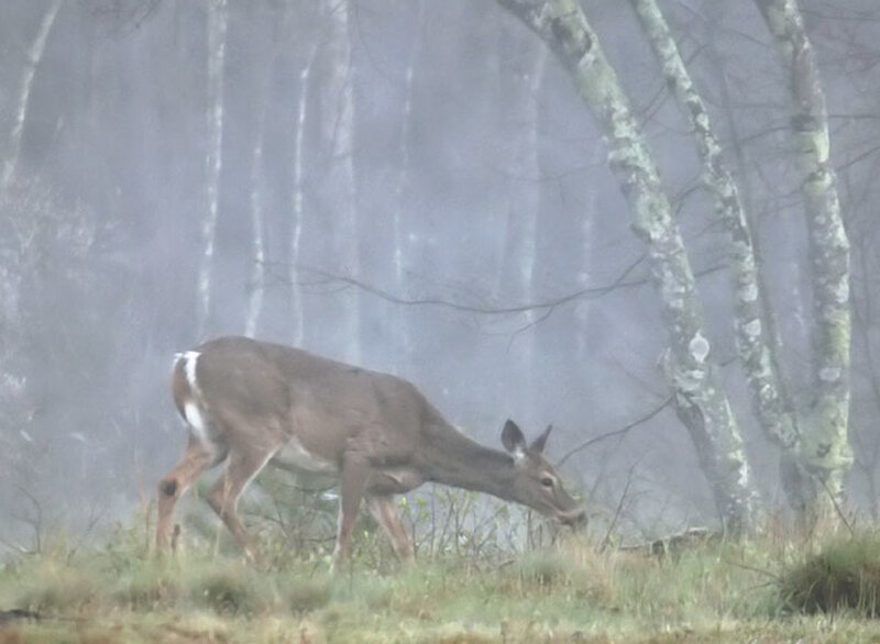 Deer in Foggy Forest