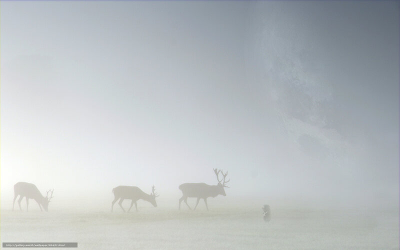 Deer in foggy landscape