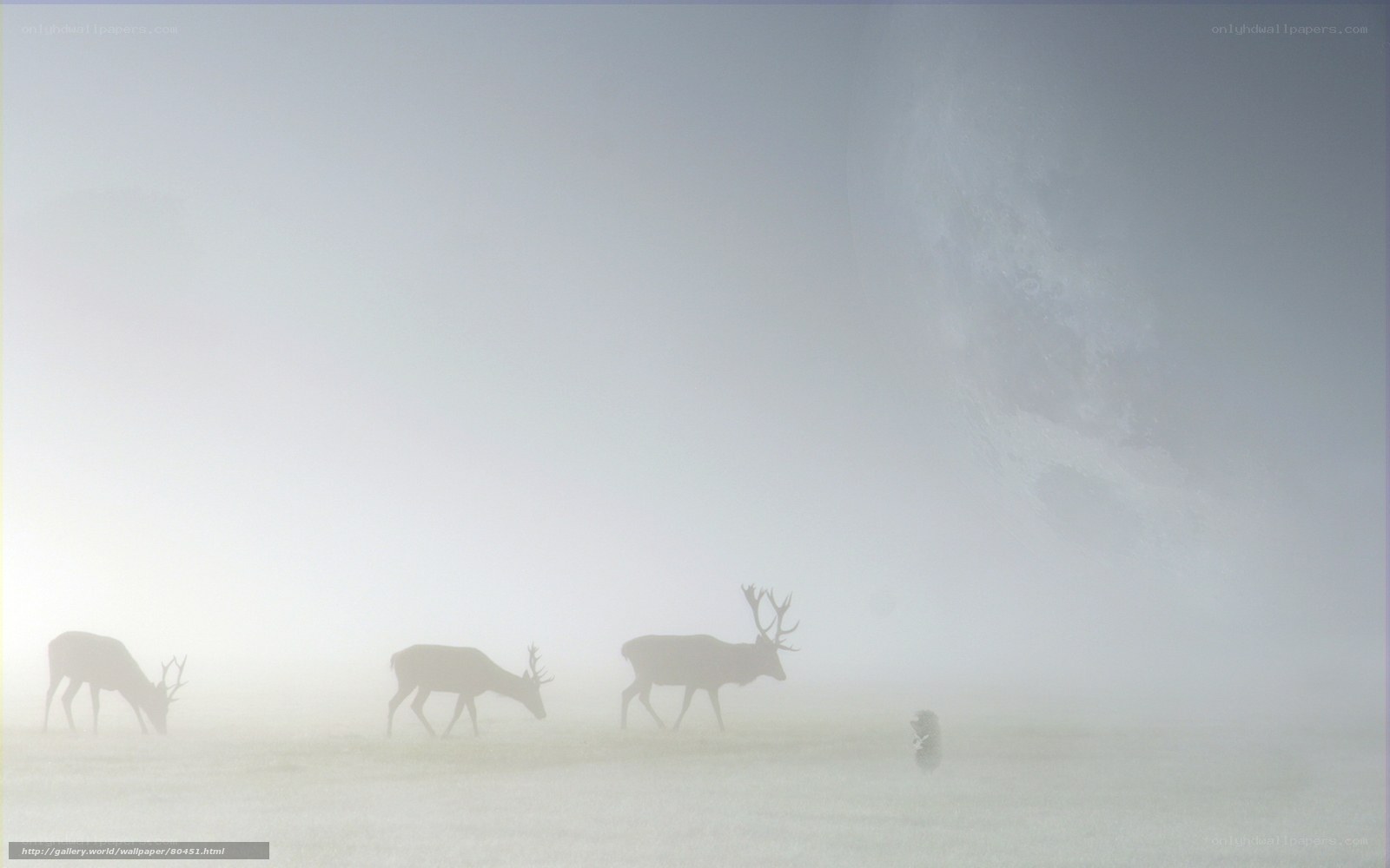 Deer in foggy landscape