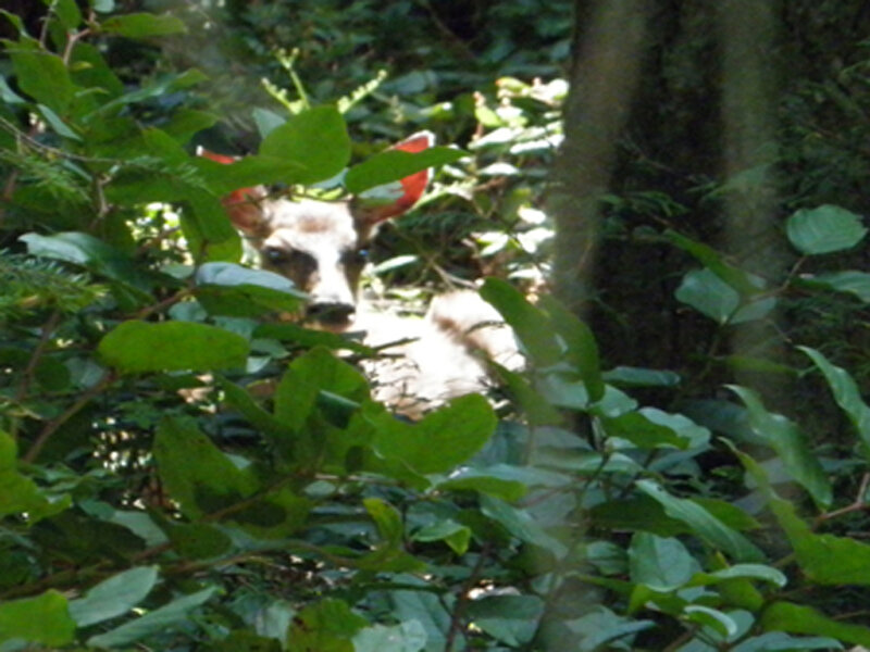 Deer in Foliage — Green
