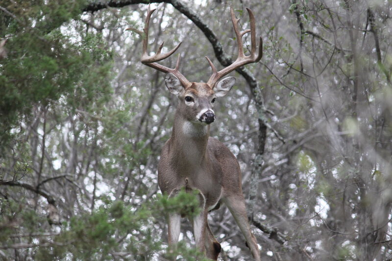 deer in forest
