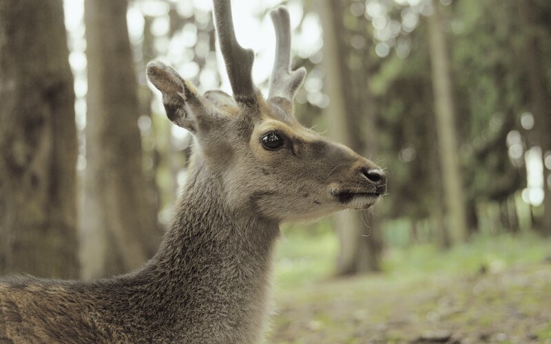 deer in forest