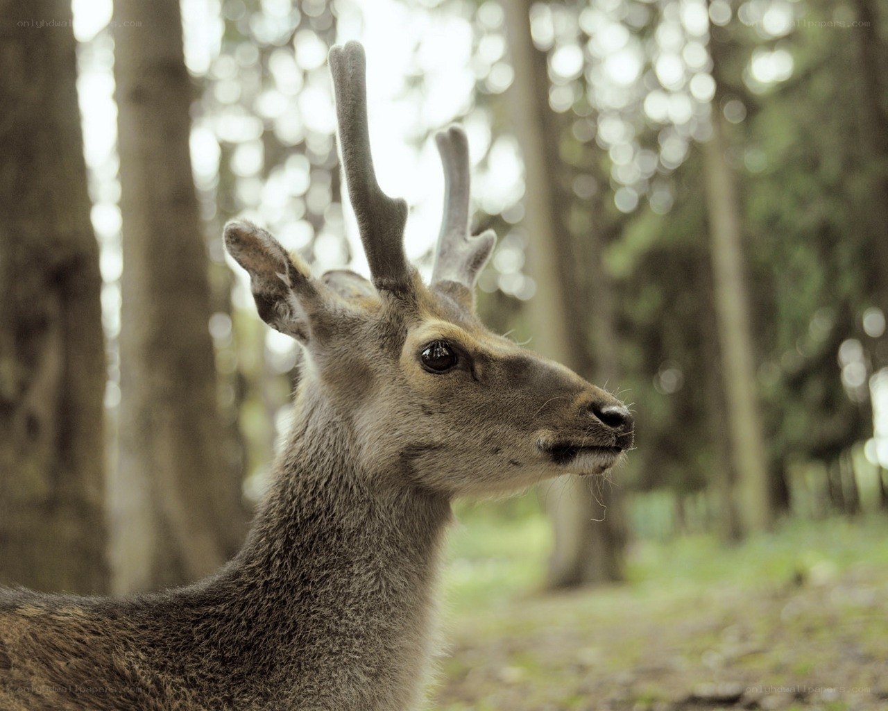 deer in forest