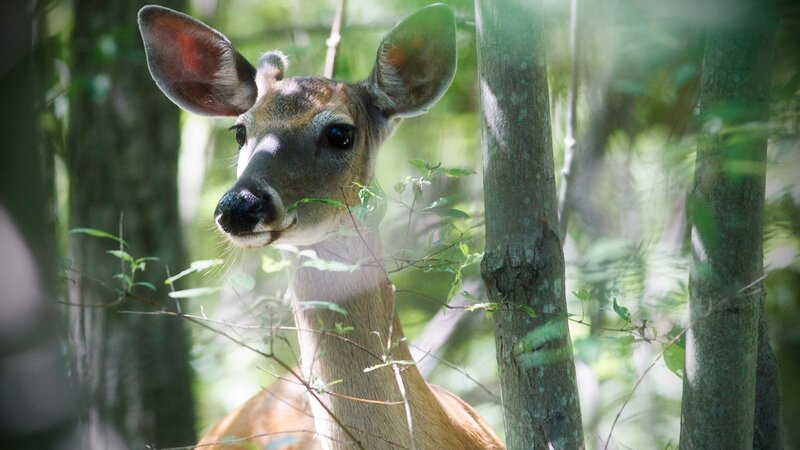 deer in forest