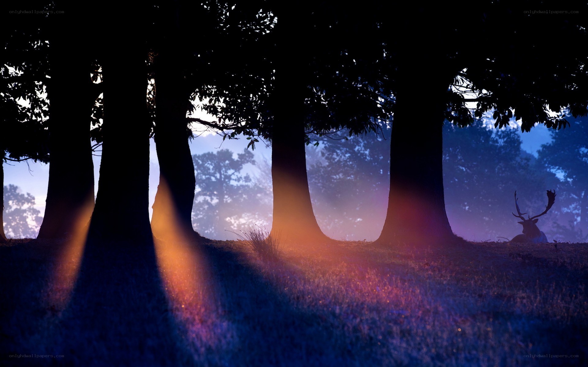 Deer in forest at dawn