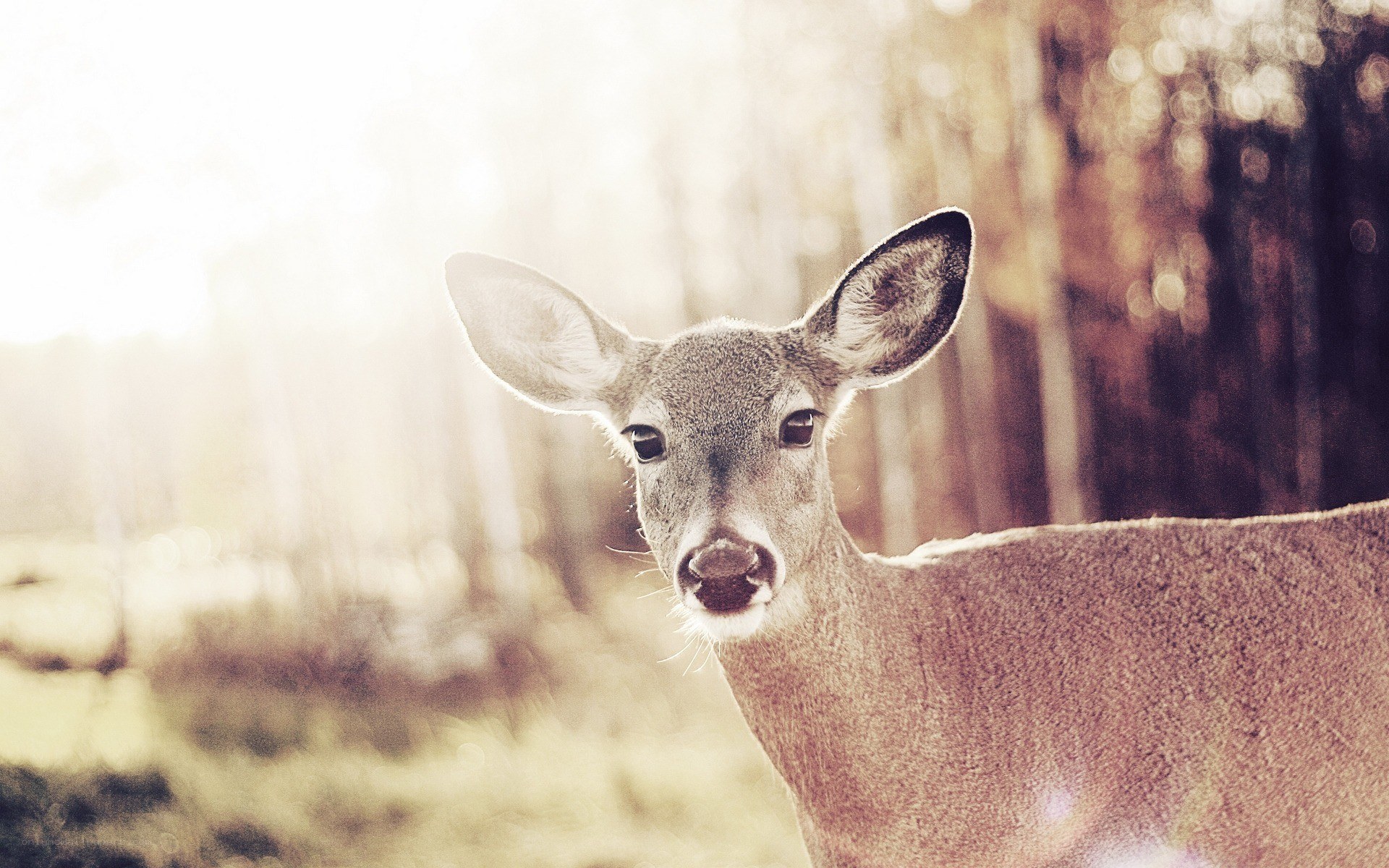 deer in forest at sunrise