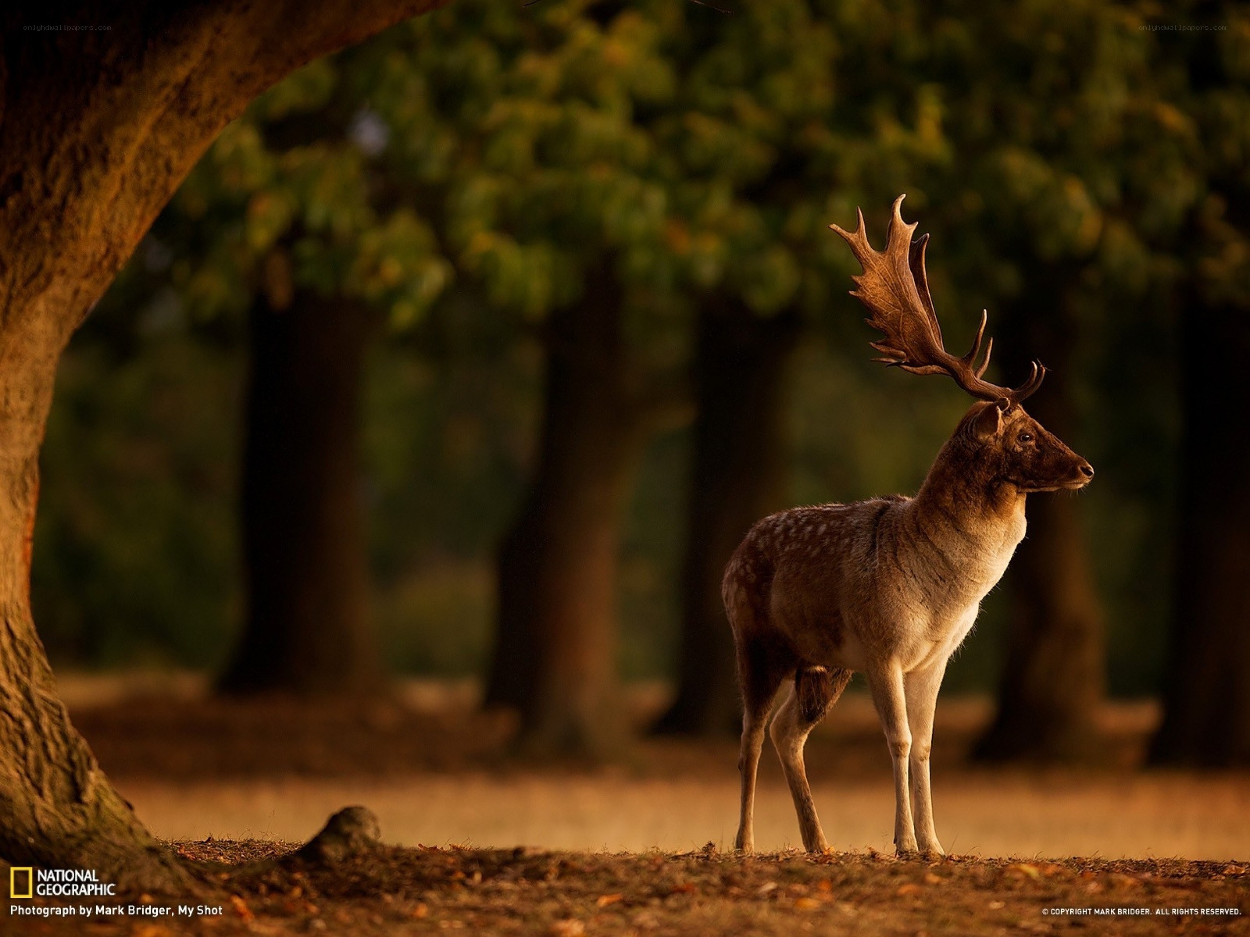 Deer in forest at sunset
