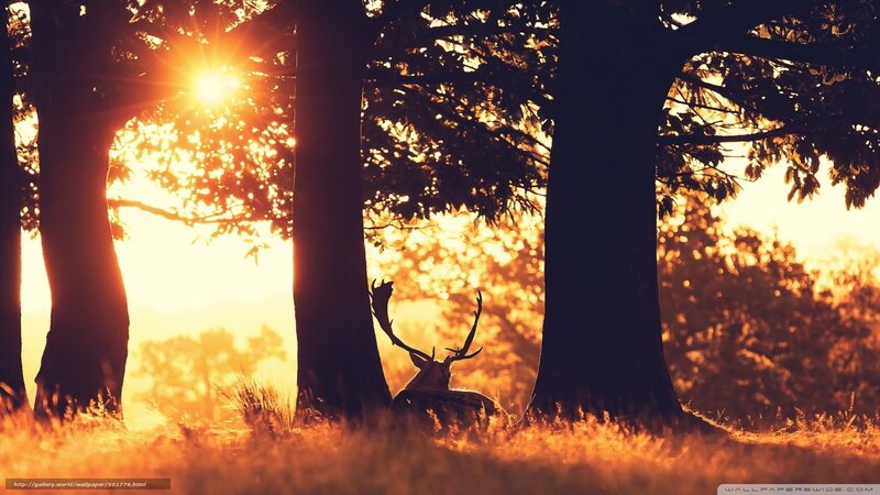 Deer in forest at sunset