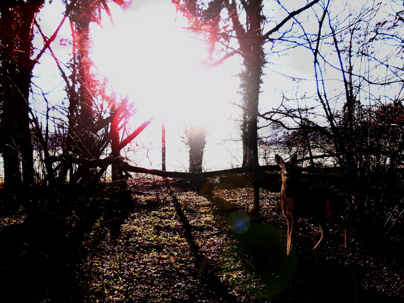 Deer in Forest — Black, Dramatic