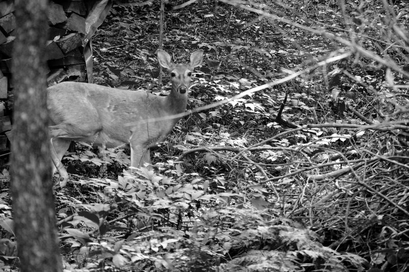Deer in Forest — Black