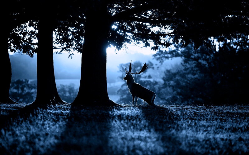 Deer in Forest — Blue, Dramatic, Night, Photograph