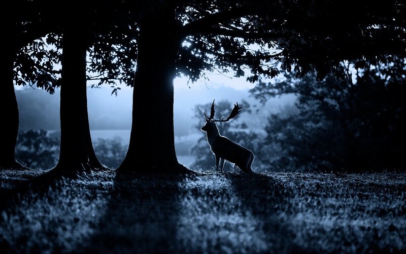 Deer in Forest — Blue, Dramatic, Night, Photograph, Trees