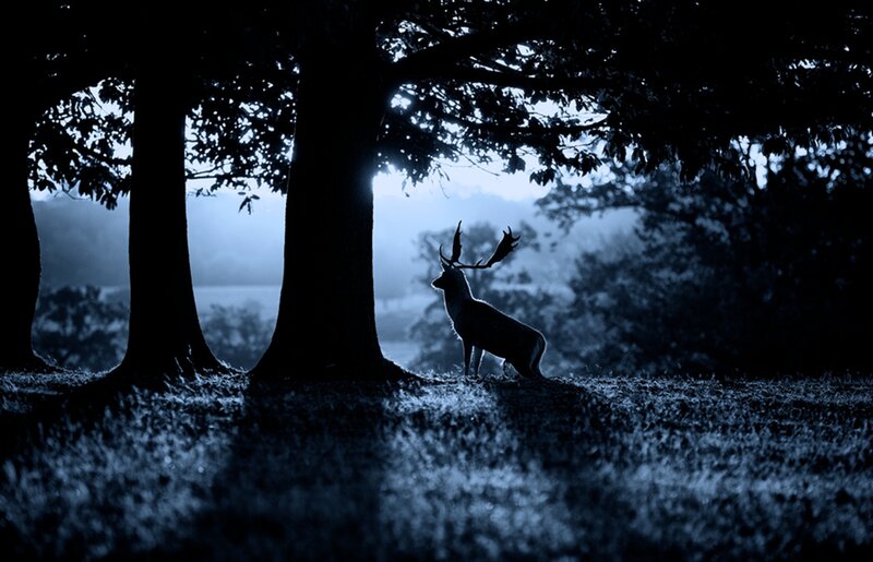 Deer in Forest — Blue, Dramatic, Night