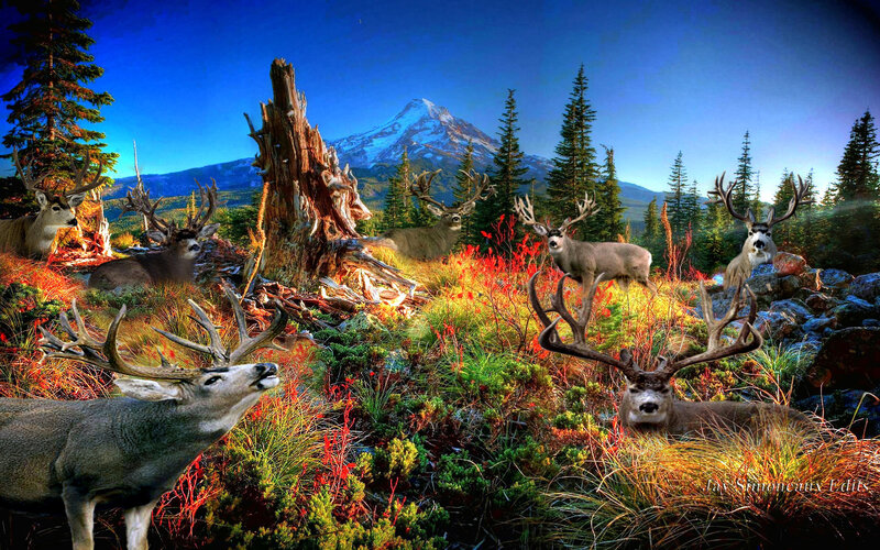 Deer in Forest — Blue, Dramatic