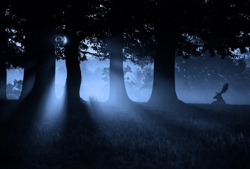 Deer in Forest — Blue, Mysterious, Morning