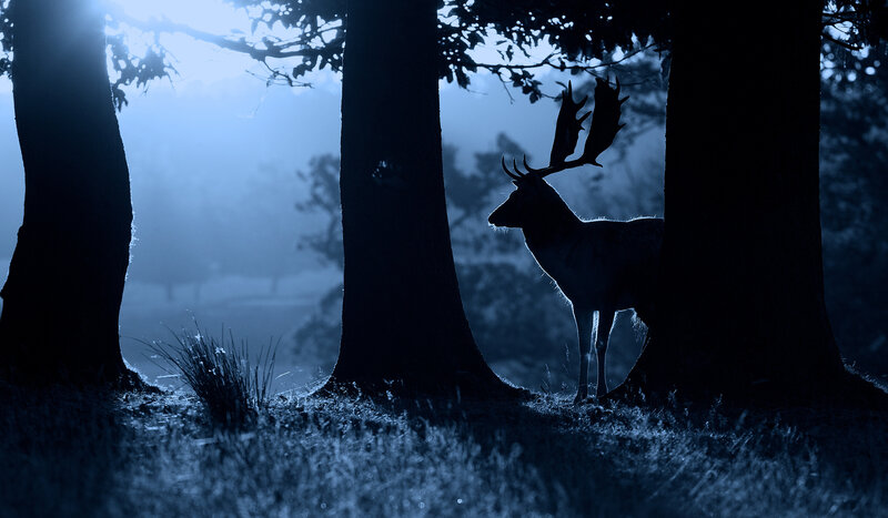 Deer in Forest — Blue, Mysterious, Night, Photograph
