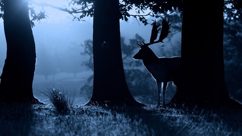 Deer in Forest — Blue, Mysterious, Night, Photograph, Trees