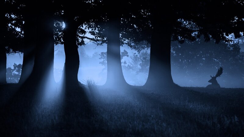 Deer in Forest — Blue, Mysterious, Night