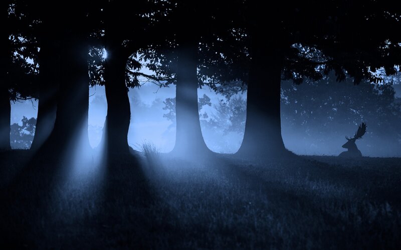 Deer in Forest — Blue, Mysterious