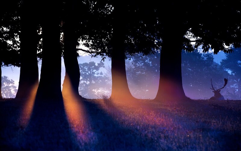 Deer in Forest — Blue, Serene, Sunset, Photograph