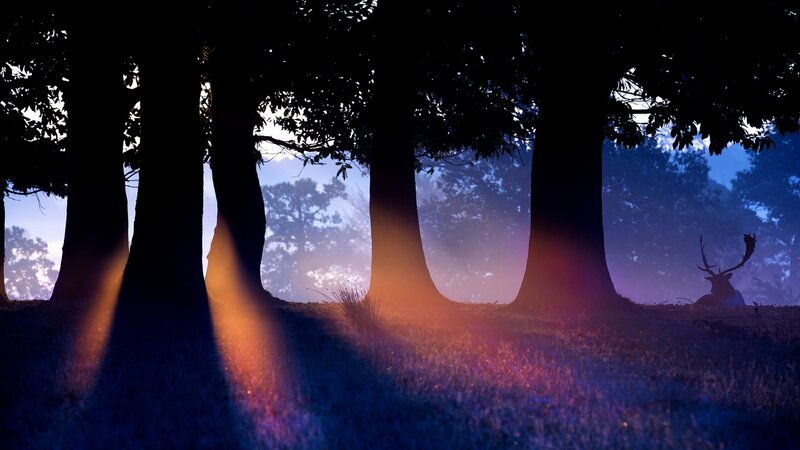 Deer in Forest — Blue, Serene, Sunset