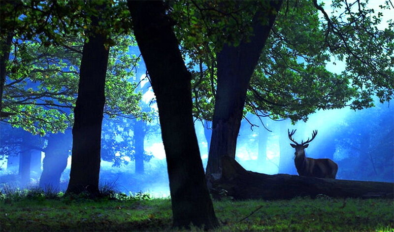 Deer in Forest — Blue