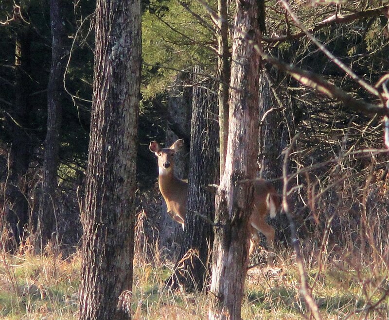 Deer in Forest — Brown, Calm, Afternoon, Photograph