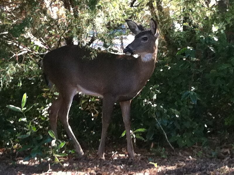 Deer in Forest — Brown, Calm, Afternoon, Photograph, Trees, Bushes
