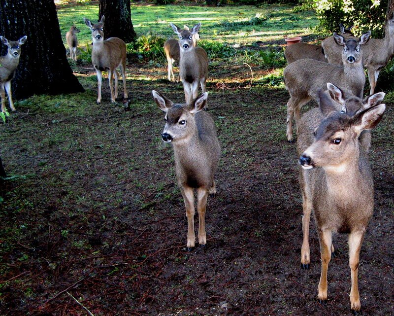 Deer in Forest — Brown, Calm, Afternoon, Photograph, Trees, Grass