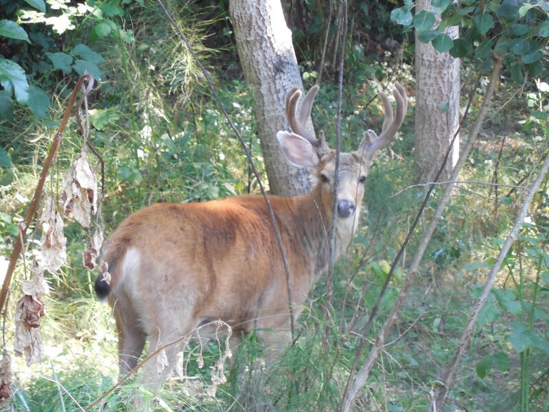 Deer in Forest — Brown, Calm, Afternoon, Photograph, Trees