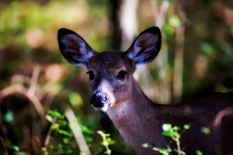 Deer in Forest — Brown, Calm, Afternoon