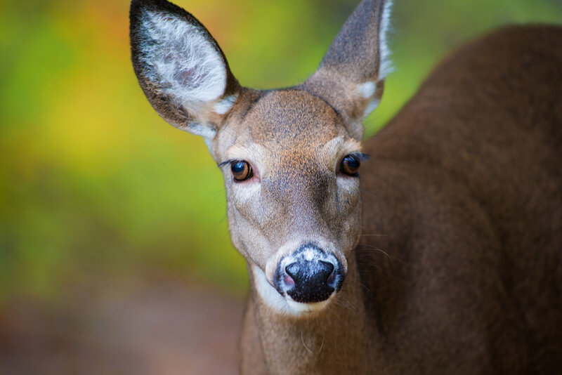 Deer in Forest — Brown, Calm, Autumn, Photograph