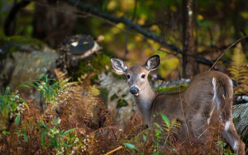 Deer in Forest — Brown, Calm, Autumn, Photograph, Trees