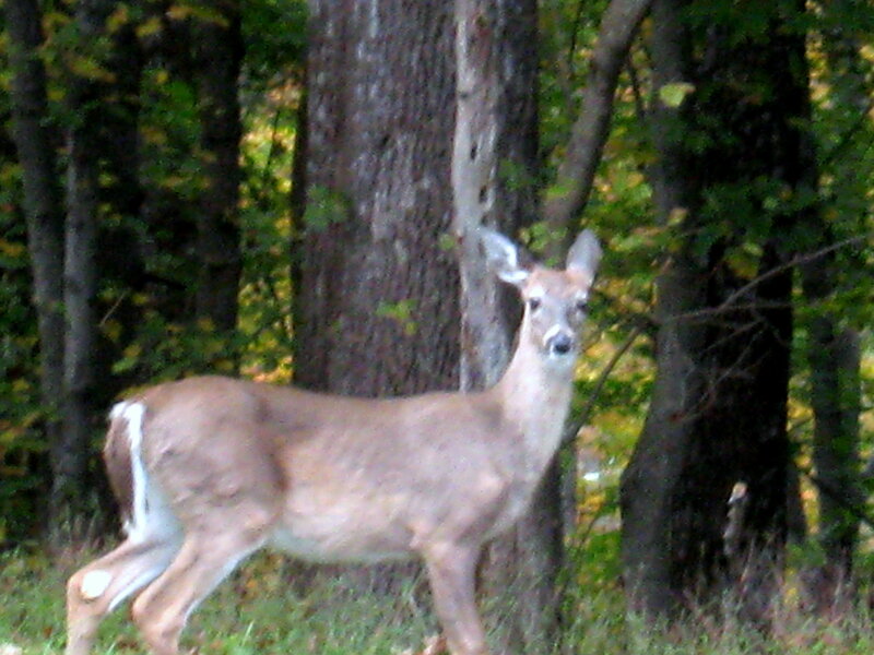 Deer in Forest — Brown, Calm, Autumn
