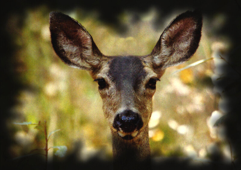 Deer in Forest — Brown, Calm, Photograph